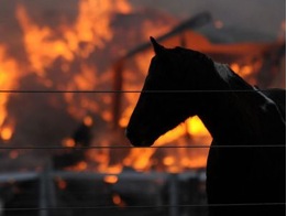 Horse + Fire