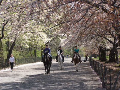 HORSEBACK RIDING IN CENTRAL PARK