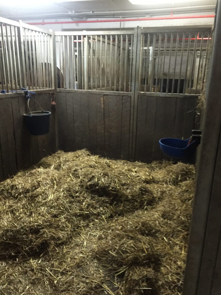 Clinton Park Stables, NYC - Interior Stall